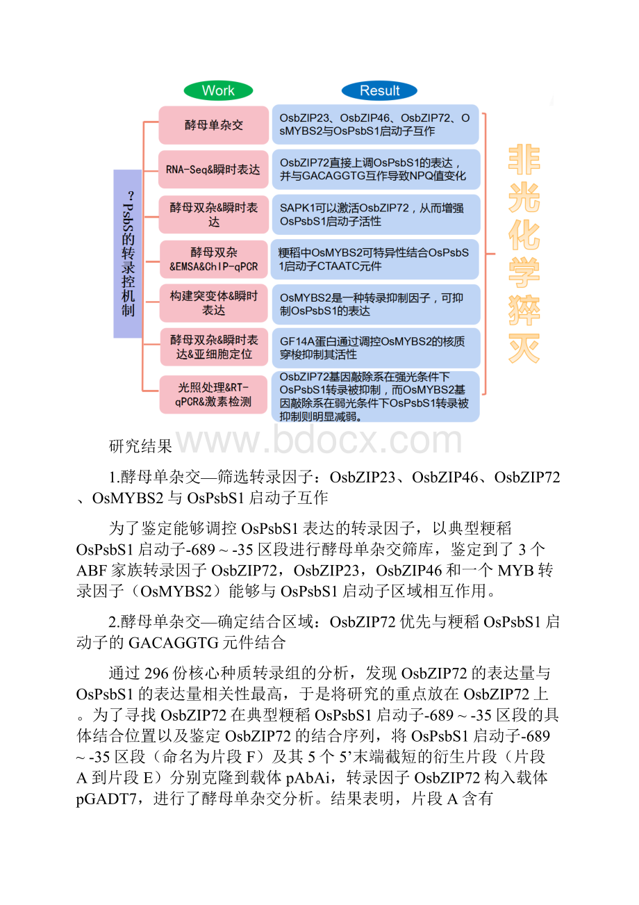 水稻非光化学猝灭过程的调控机制.docx_第3页