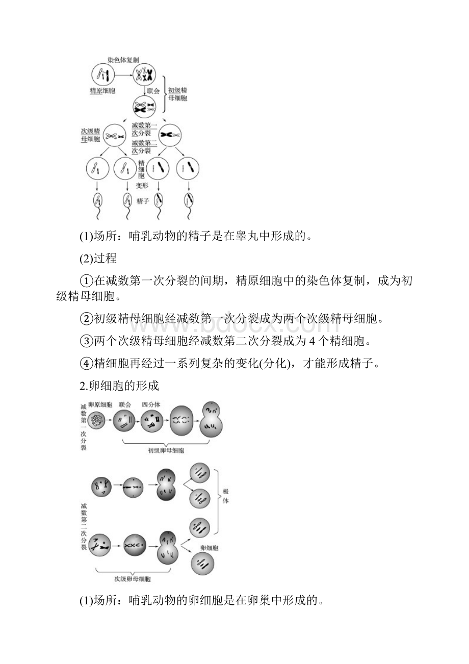 精品高中生物第二章减数分裂和有性生殖第一节减数分裂第2课时教学案苏教版必修2.docx_第2页