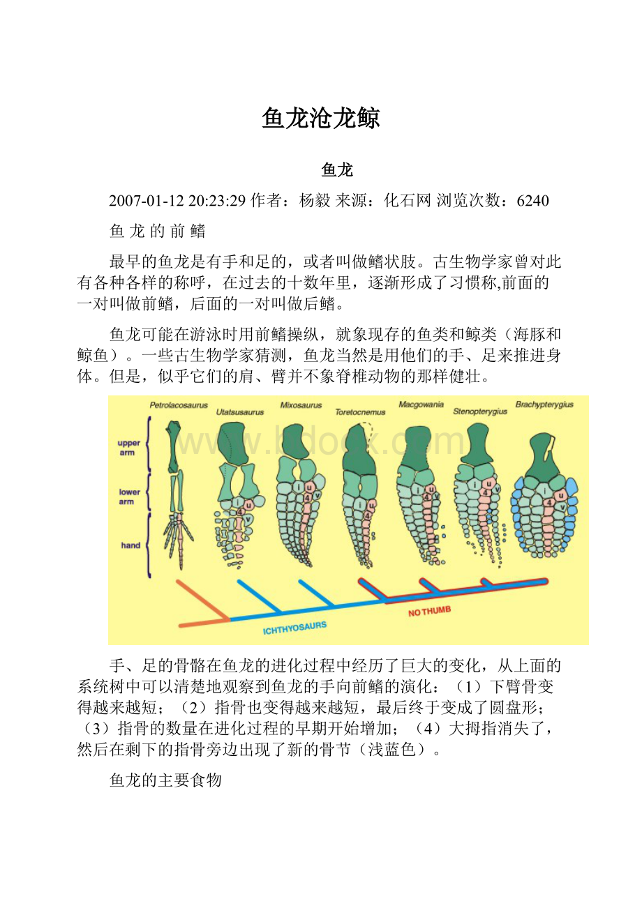 鱼龙沧龙鲸.docx_第1页