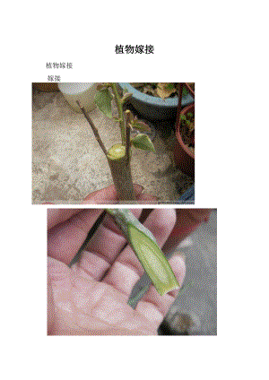 植物嫁接.docx