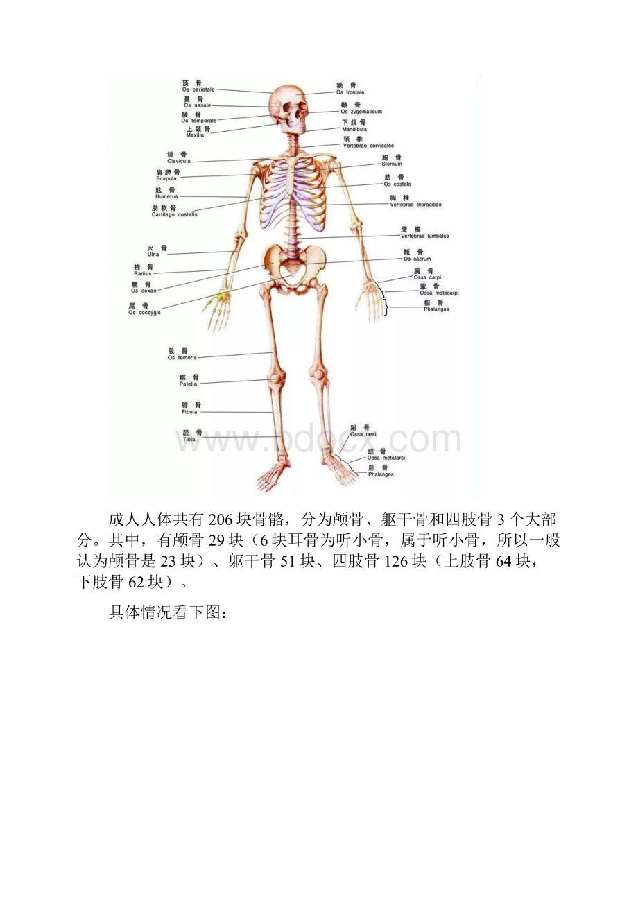 全面了解人体骨骼.docx_第3页