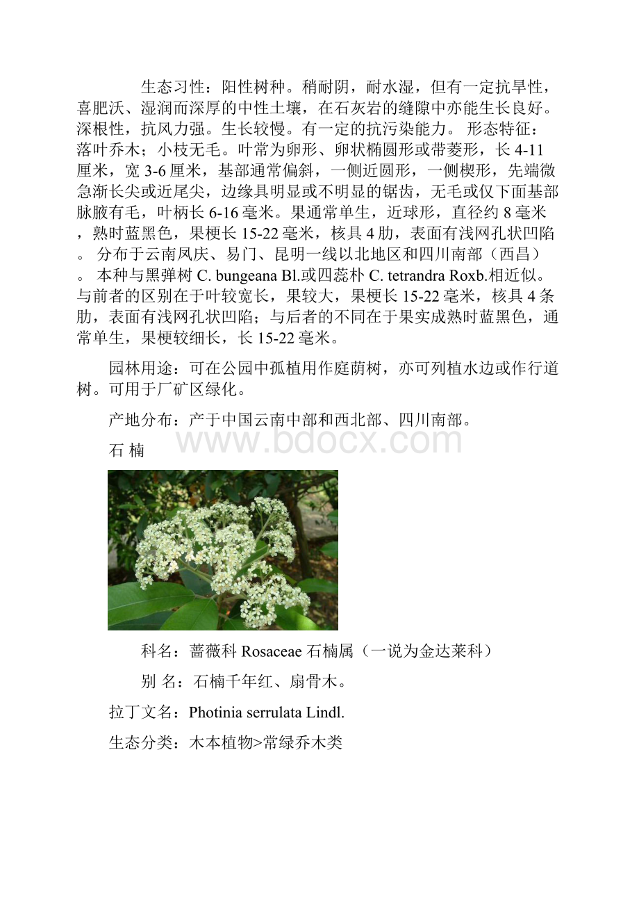 云南绿化常用树种.docx_第2页