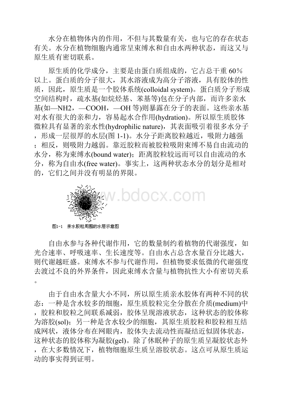 植物的水分代谢分析.docx_第2页