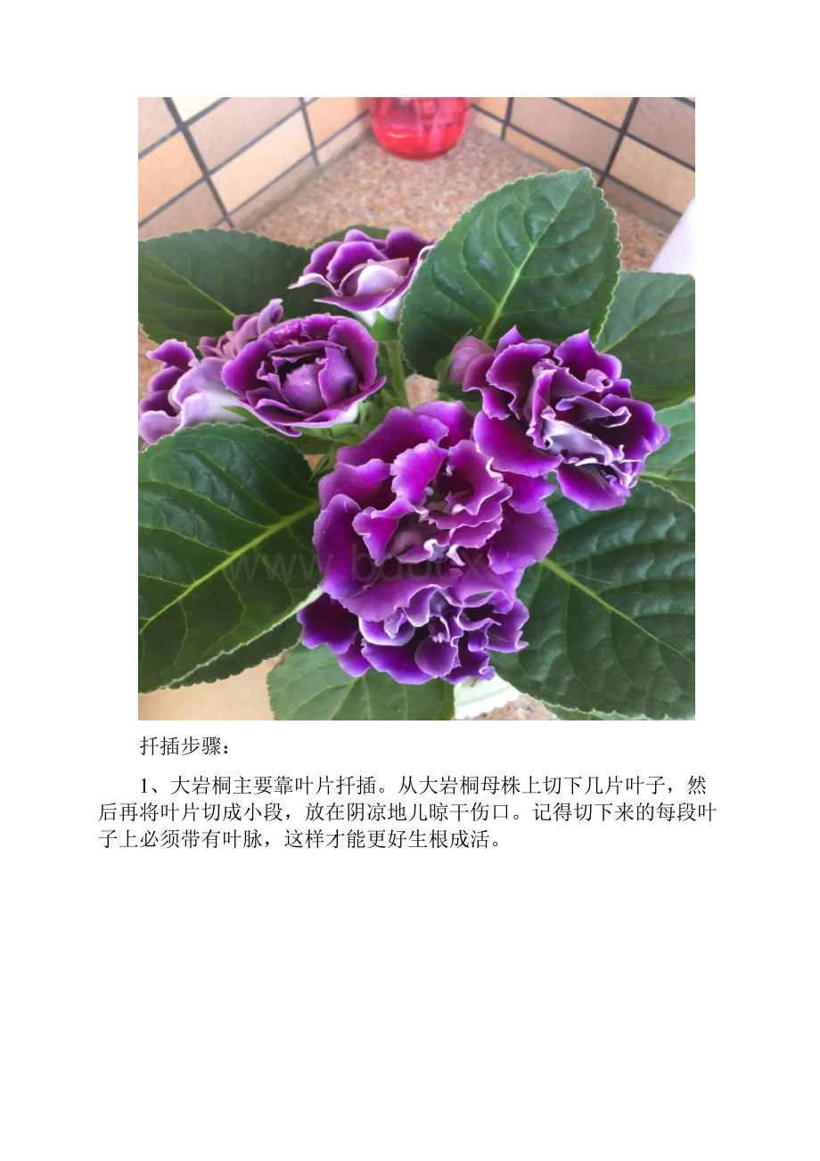 8种耐阴花的扦插方法.docx_第3页