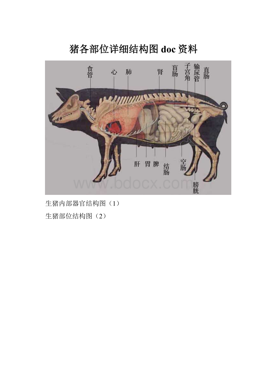 猪各部位详细结构图doc资料.docx