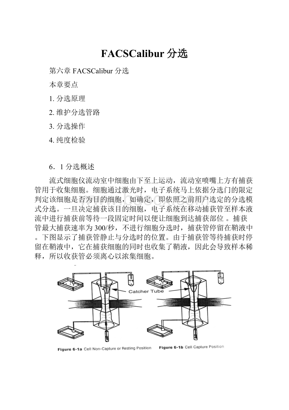 FACSCalibur分选.docx_第1页