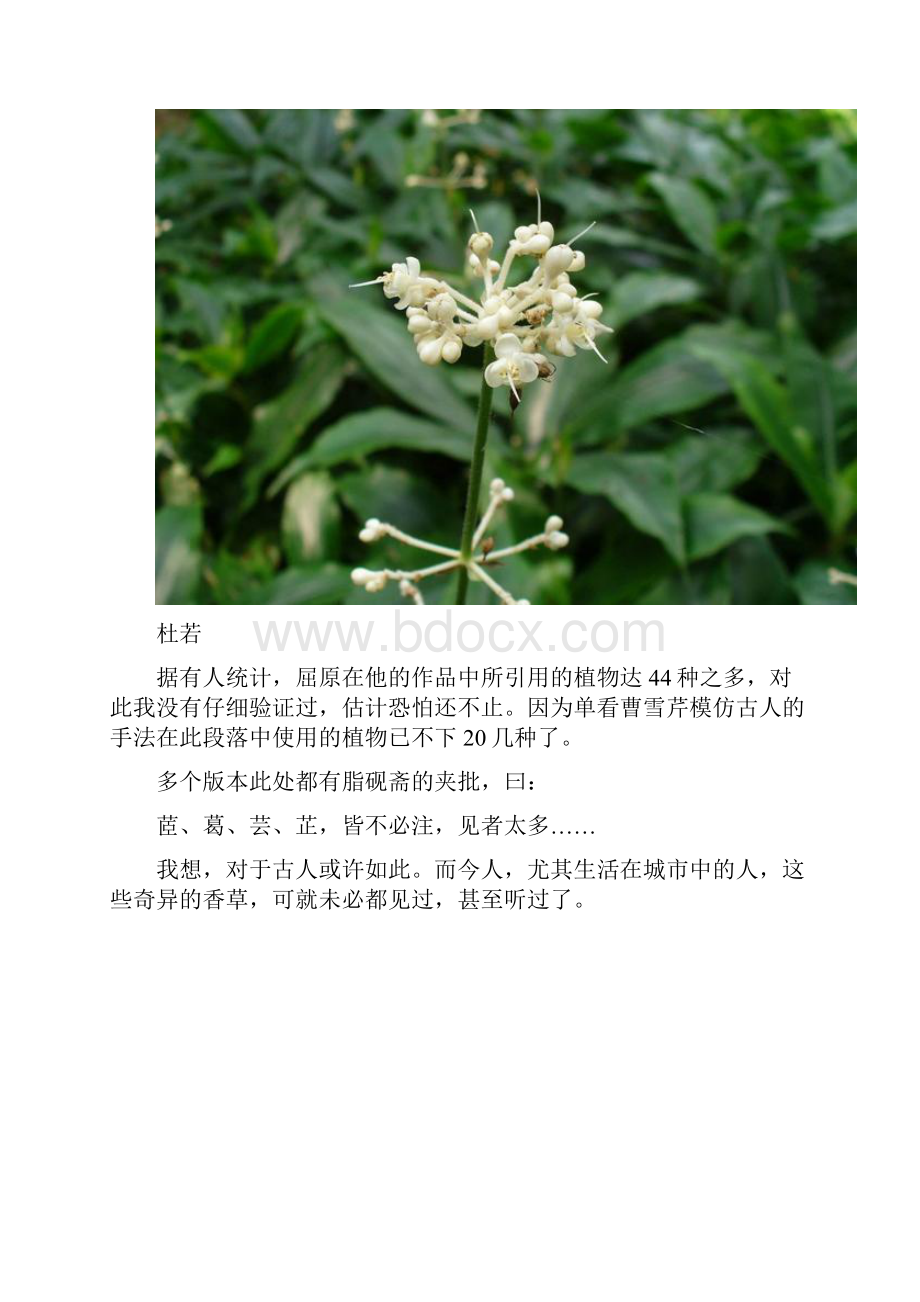 离骚 备课参考 探秘《红楼梦》蘅芜苑中的香草文化浅析.docx_第3页