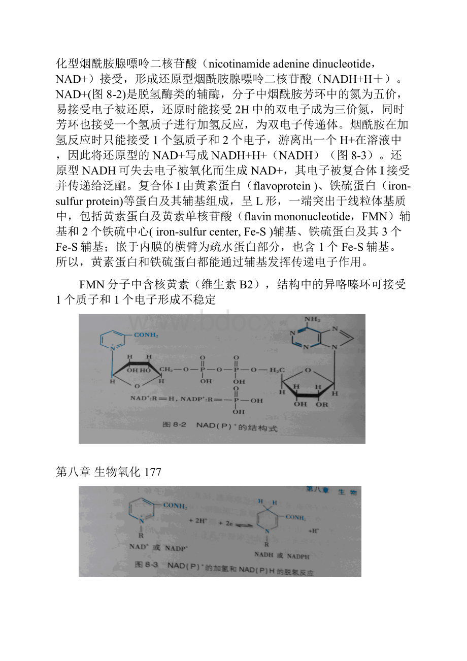 9第八章 生物氧化.docx_第3页