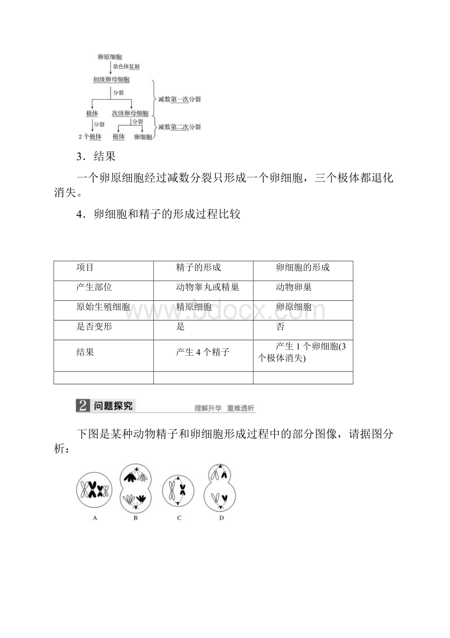 高中生物第二章第1节减数分裂和受精作用第2课时卵细胞的形成过程减数分裂.docx_第2页