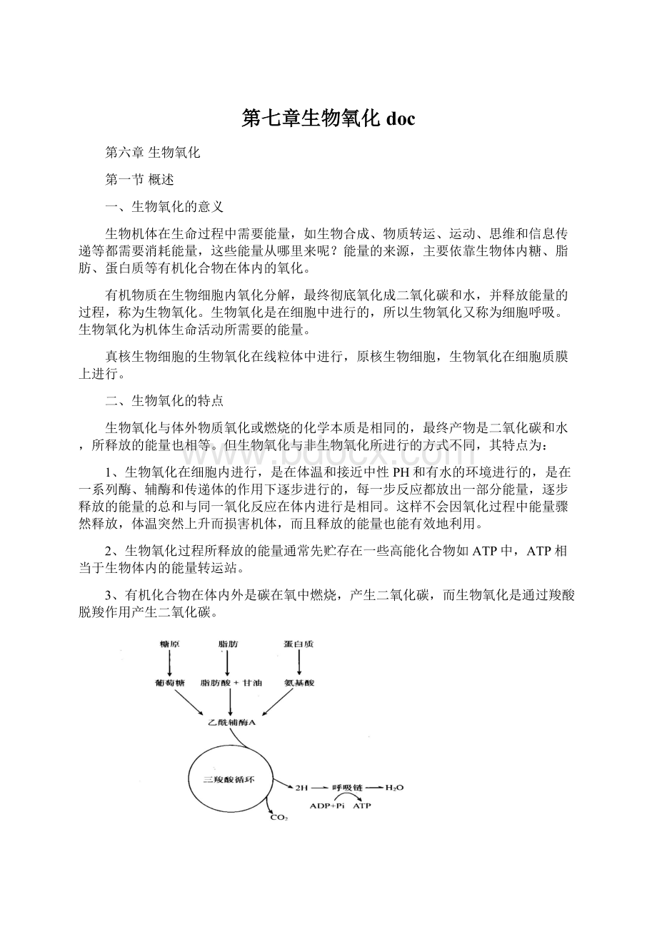 第七章生物氧化doc.docx