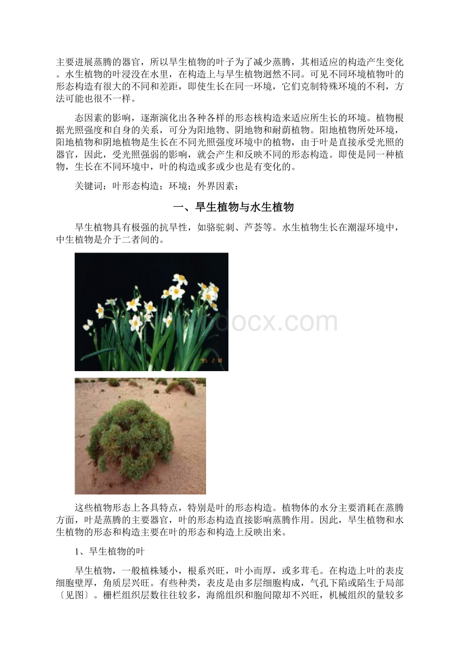 植物叶的形态结构与环境关系.docx_第3页