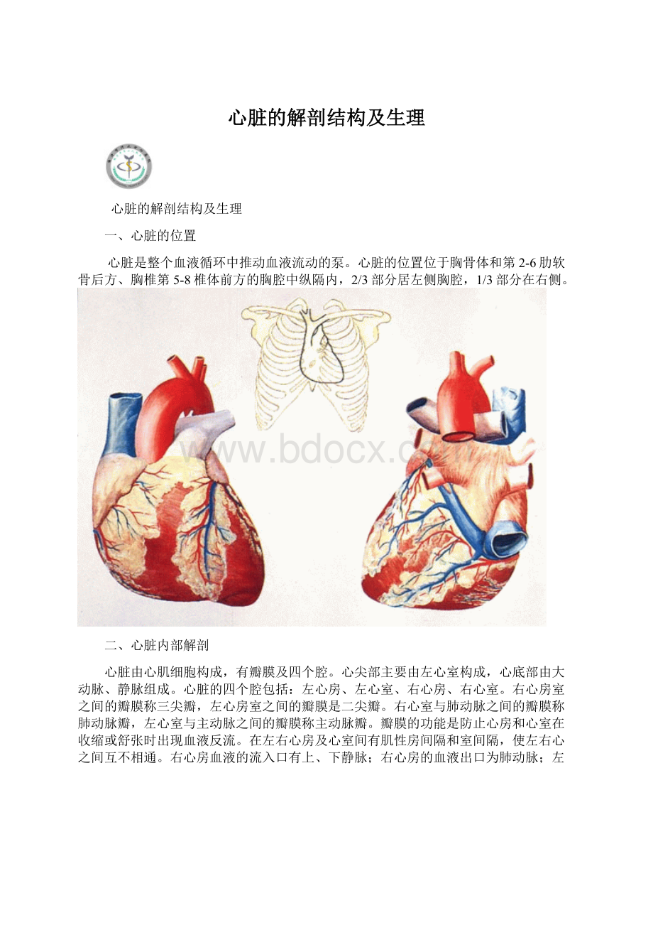 心脏的解剖结构及生理.docx_第1页