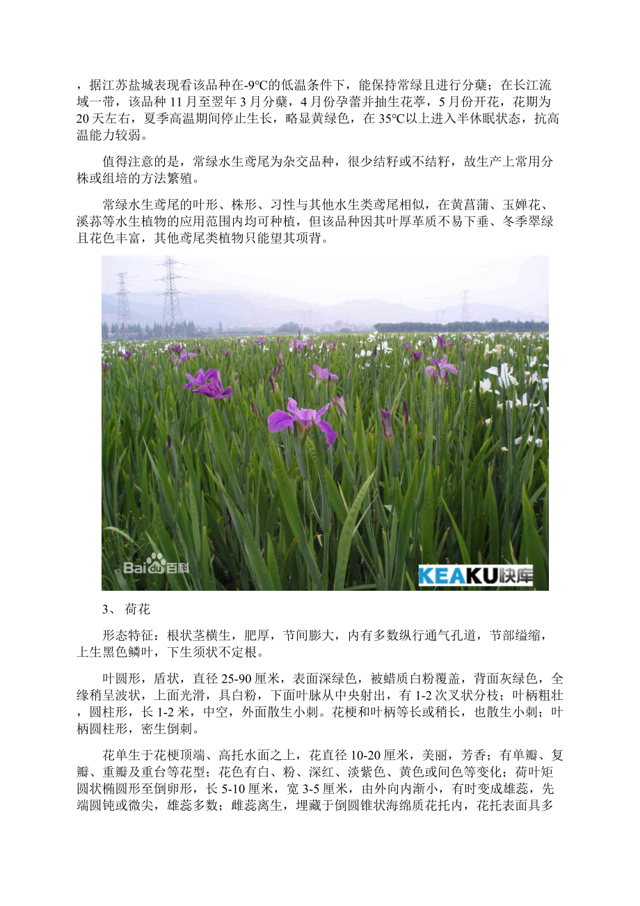 绿化常用水生植物.docx_第2页