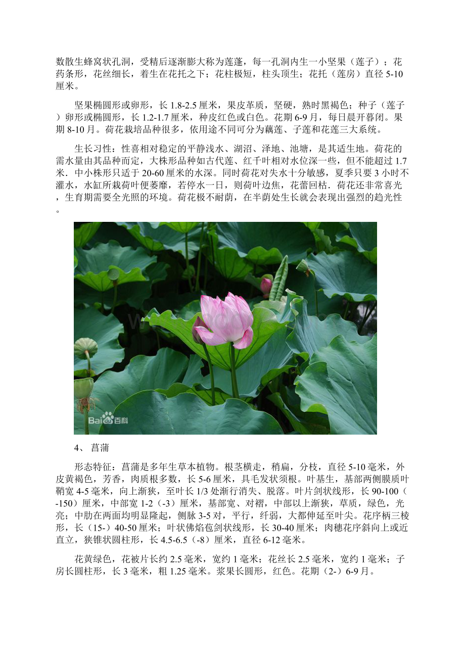 绿化常用水生植物.docx_第3页