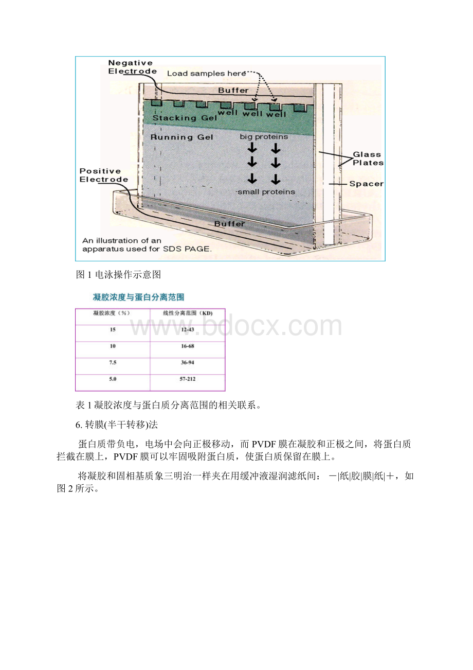 细胞总蛋白的制备 SDSPAGEWestern Blot.docx_第3页