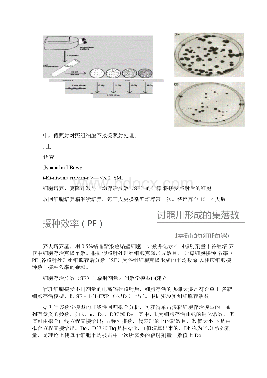 实习二细胞存活曲线测试与结果分析.docx_第2页