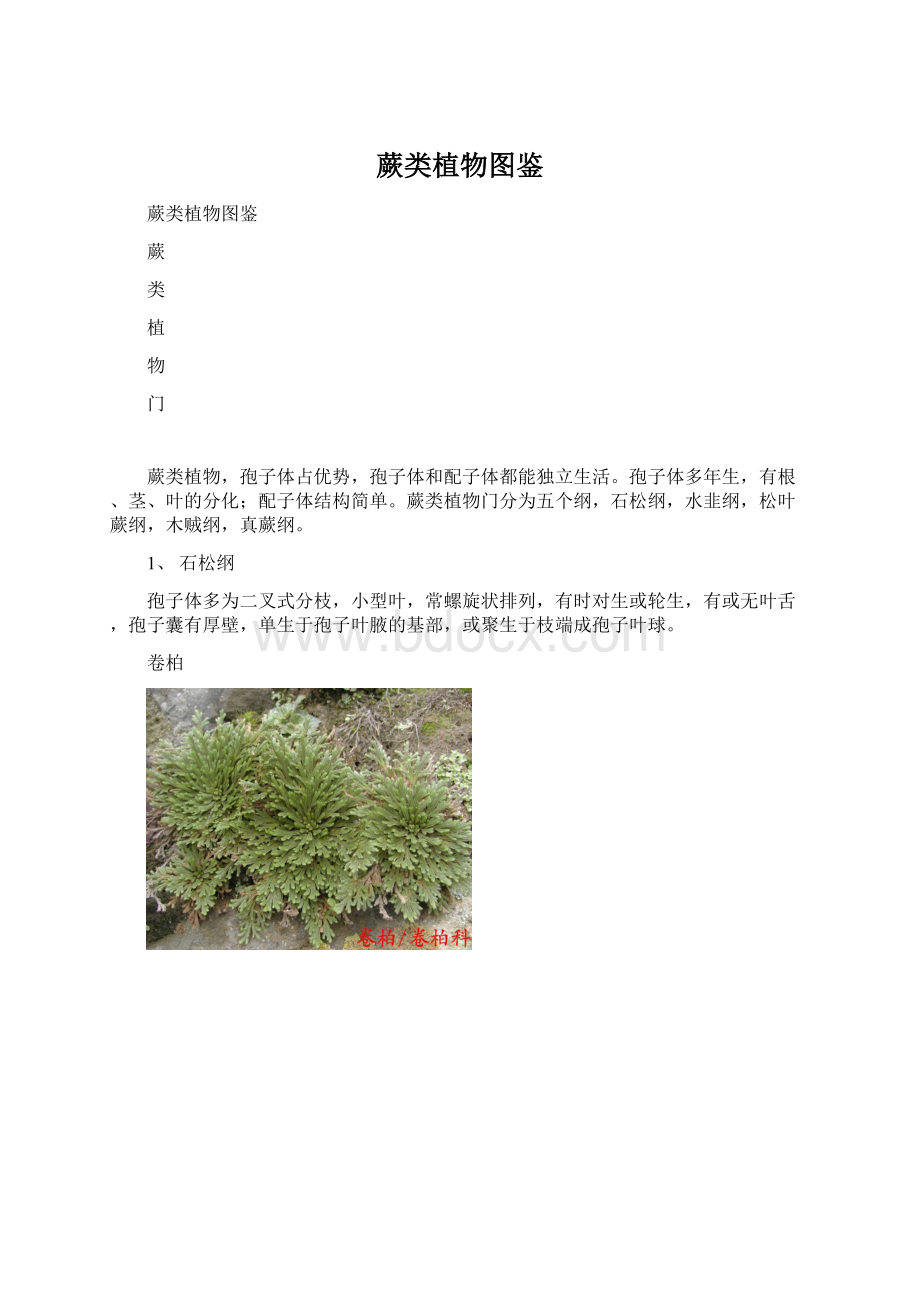 蕨类植物图鉴.docx_第1页