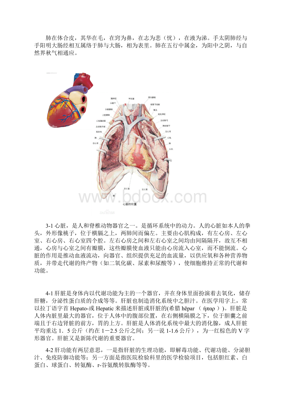 人体内脏器官.docx_第3页