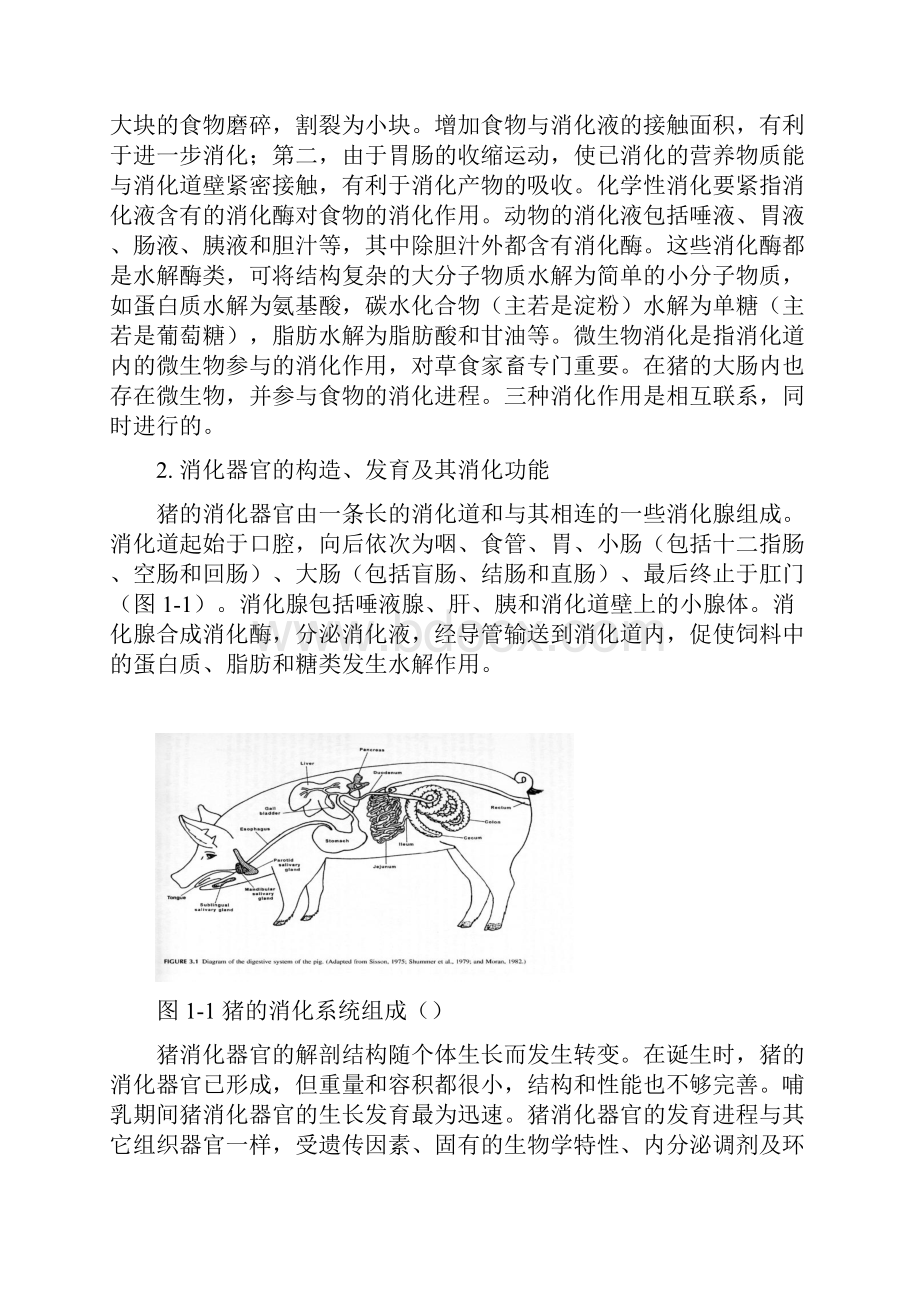 猪的消化生理.docx_第3页