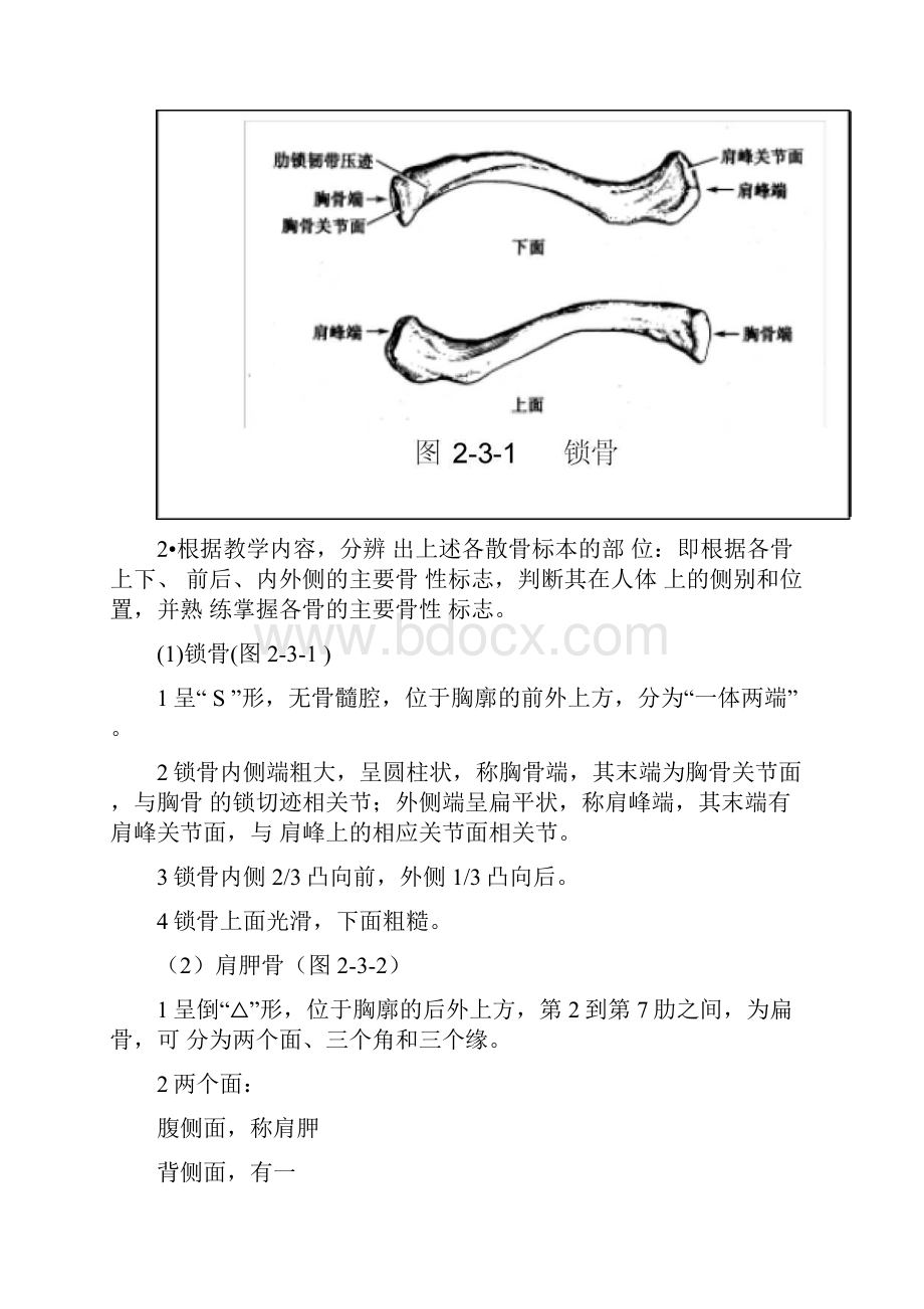 人体解剖学实验三全身骨.docx_第2页