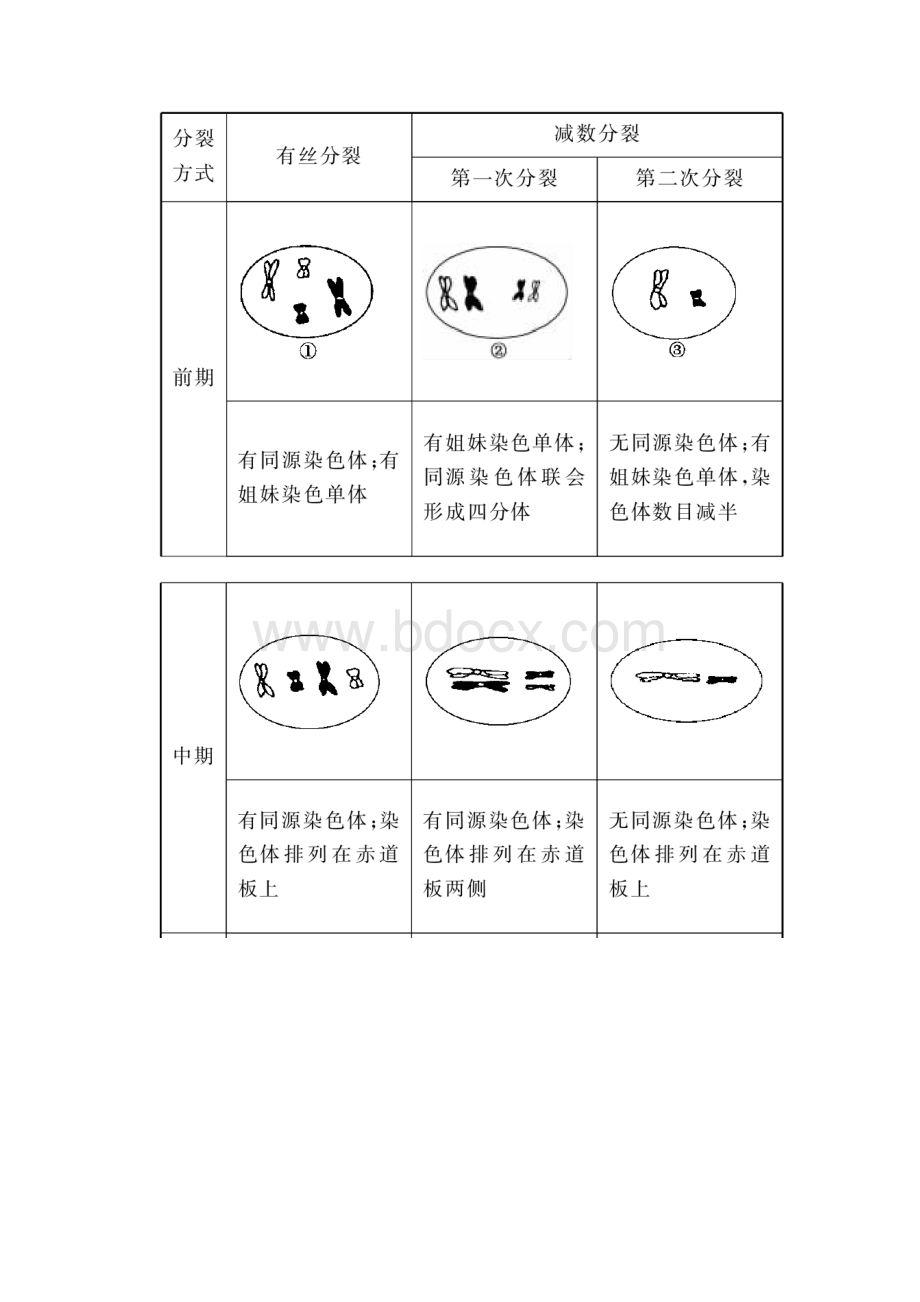 高考生物二轮复习专题3 细胞的生命历程.docx_第3页