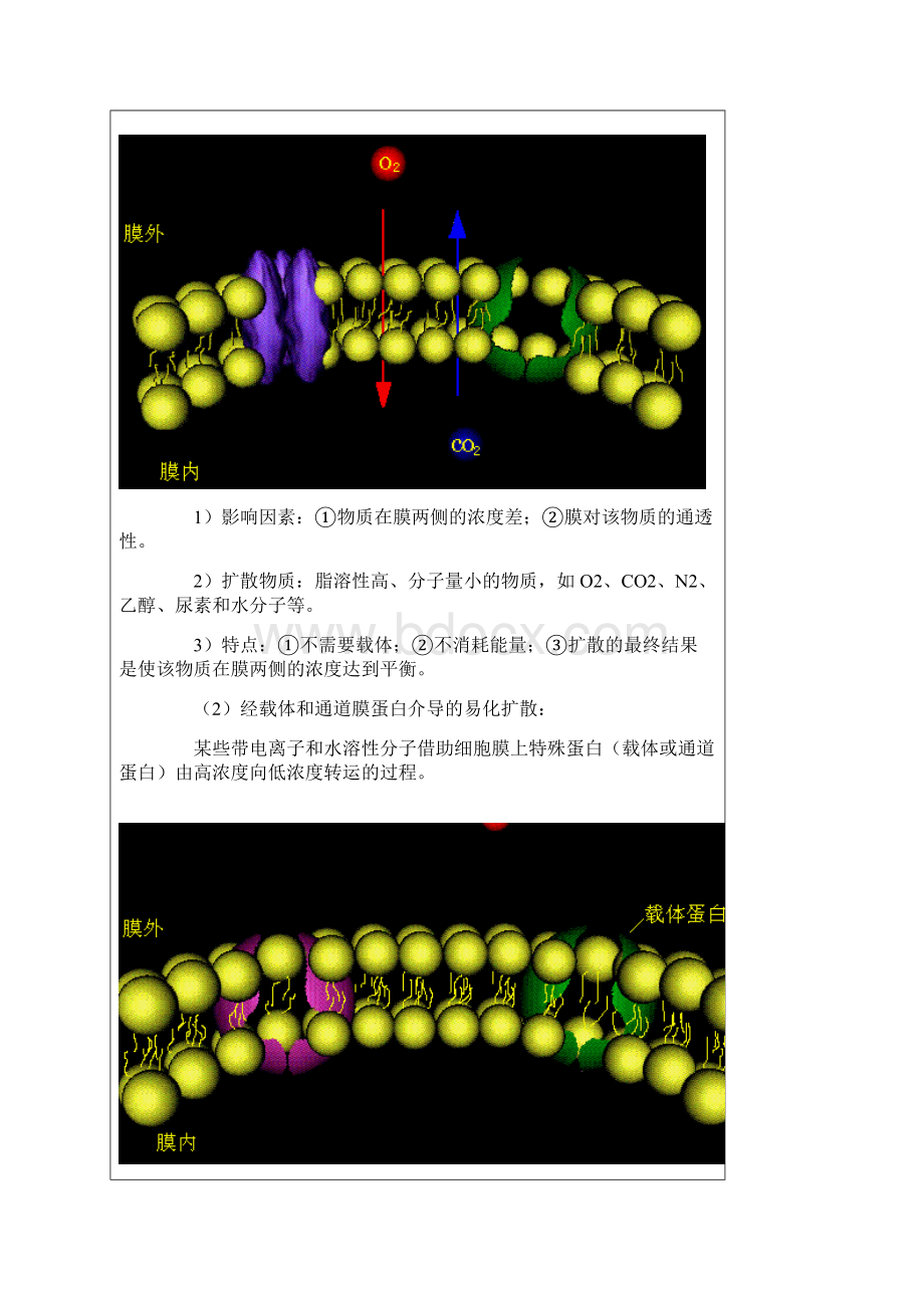 生理学重点知识点总结.docx_第2页