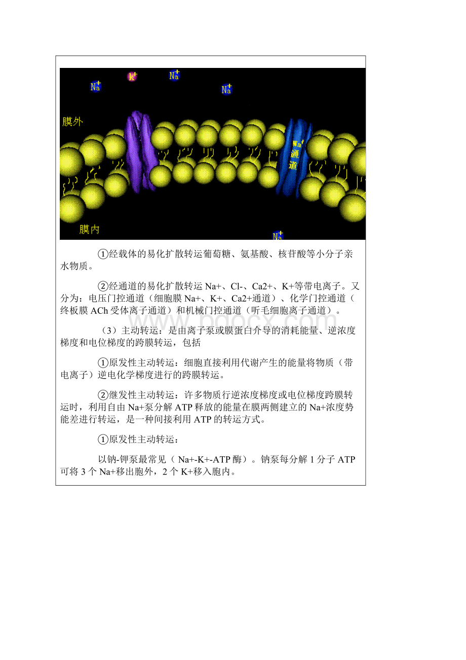 生理学重点知识点总结.docx_第3页