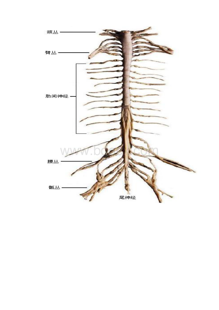 脊神经解剖陈军民.docx_第2页