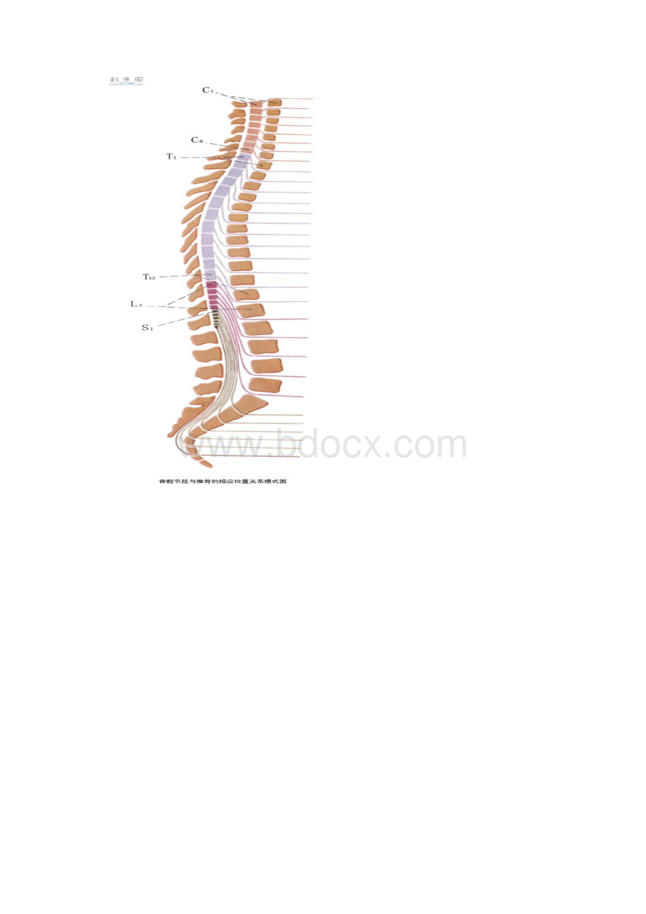 脊神经解剖陈军民.docx_第3页