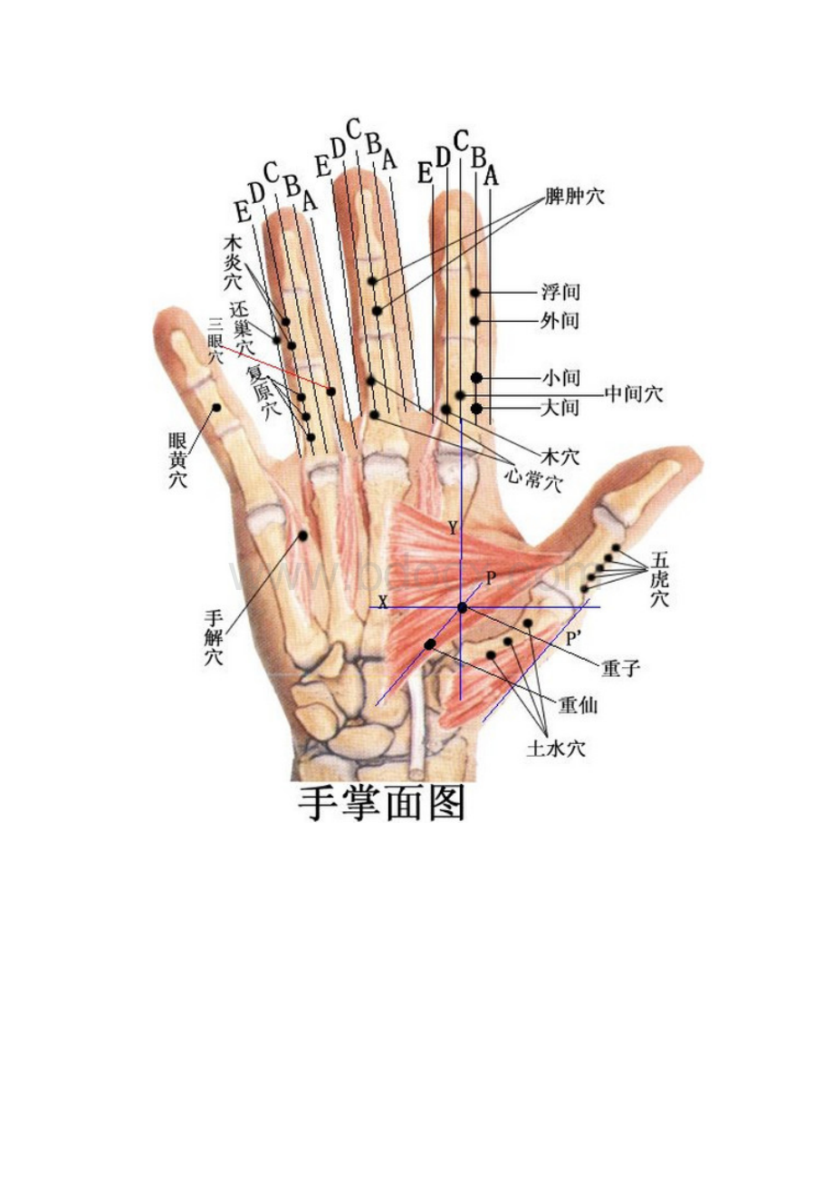 董氏针灸彩色穴位图清晰.docx_第3页