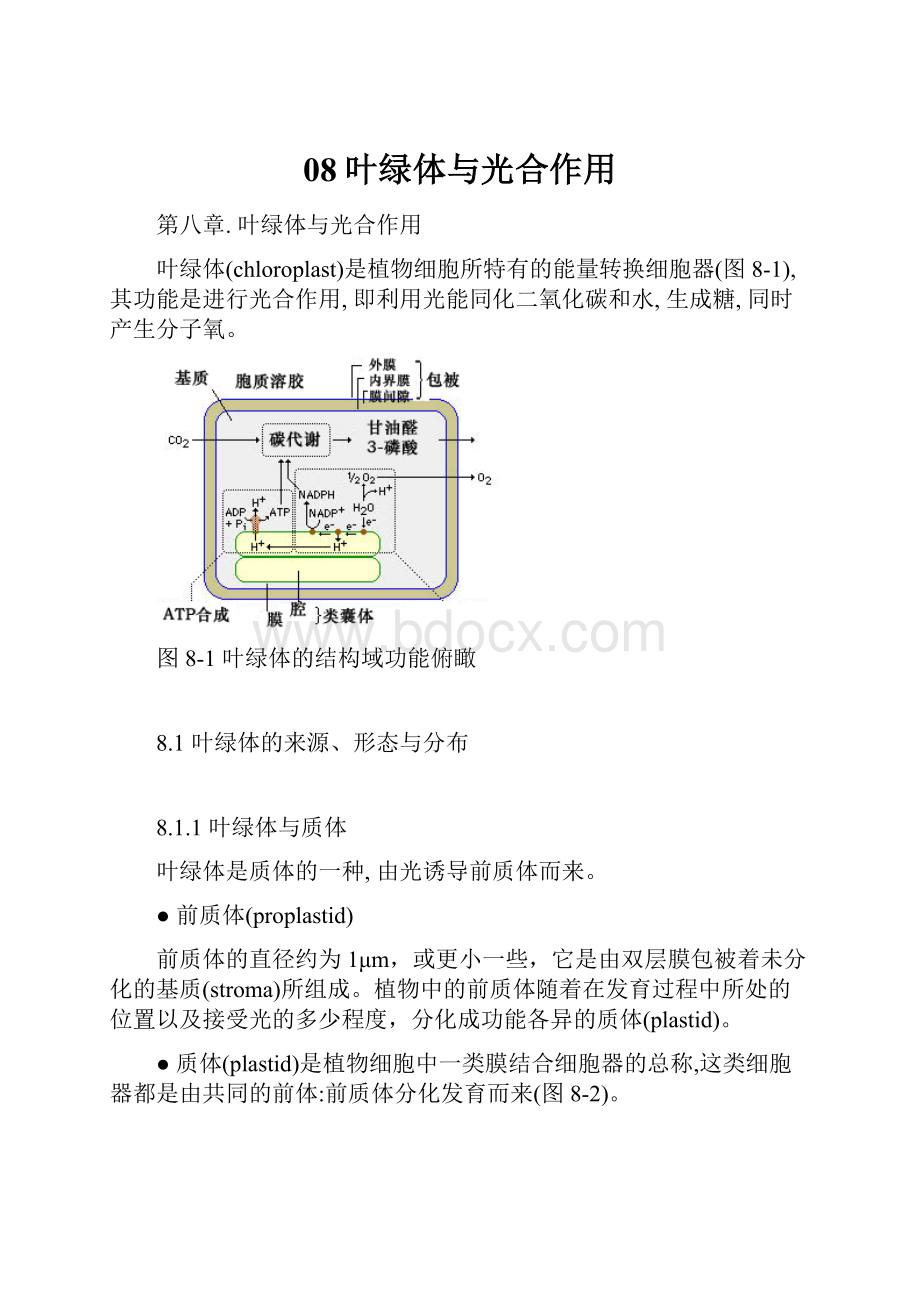 08叶绿体与光合作用.docx_第1页