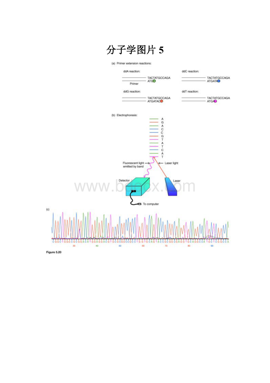 分子学图片5.docx