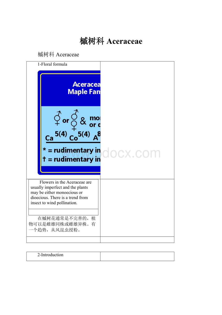 槭树科Aceraceae.docx