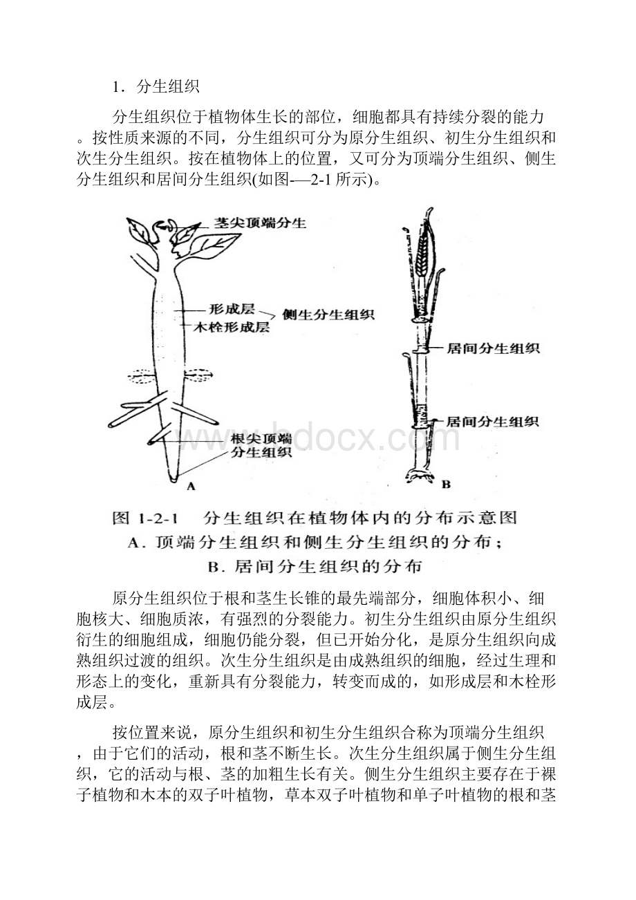 高中生物竞赛辅导植物解剖和生理.docx_第3页