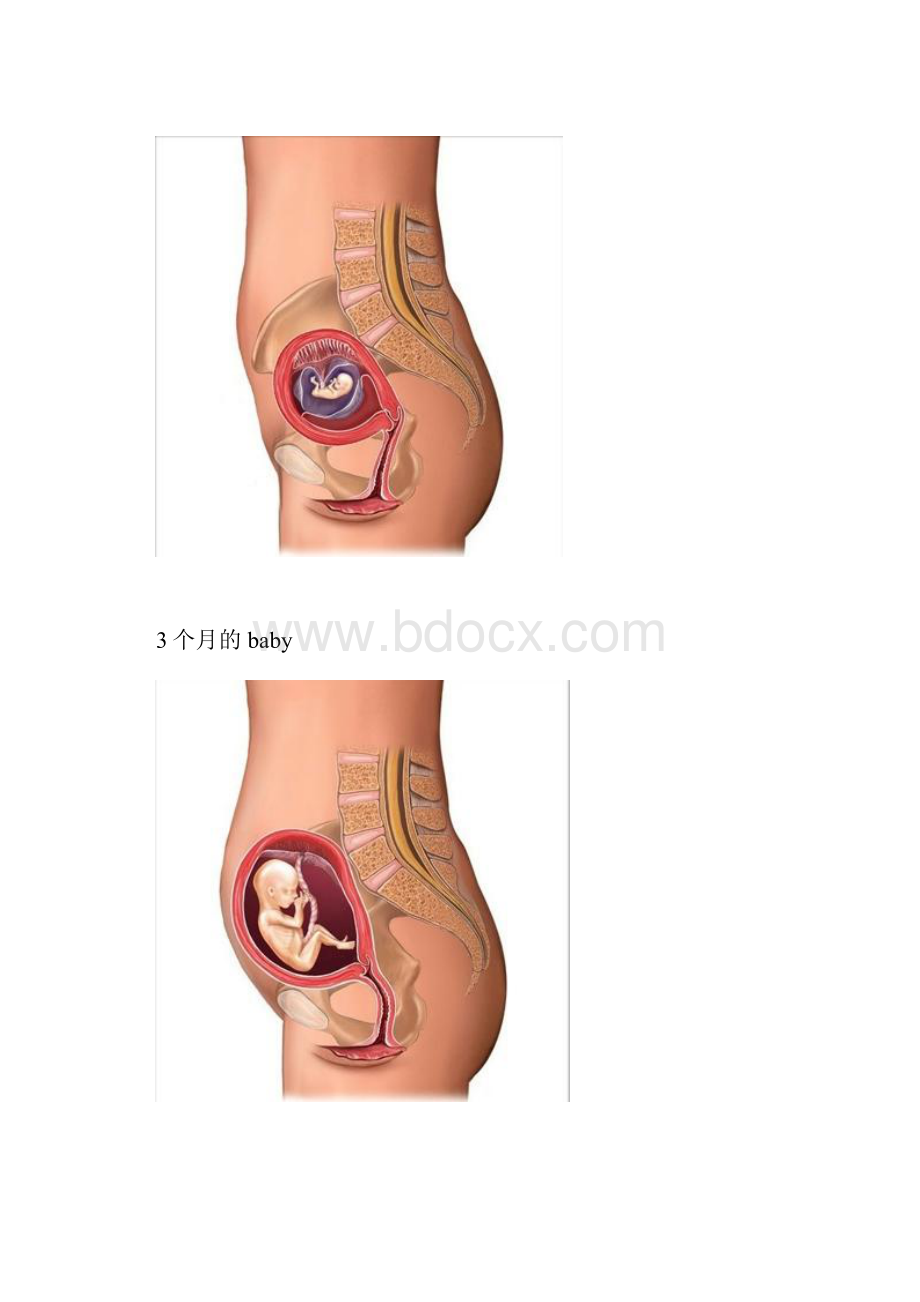 胎儿的成长历程及孕期检查时间表.docx_第2页