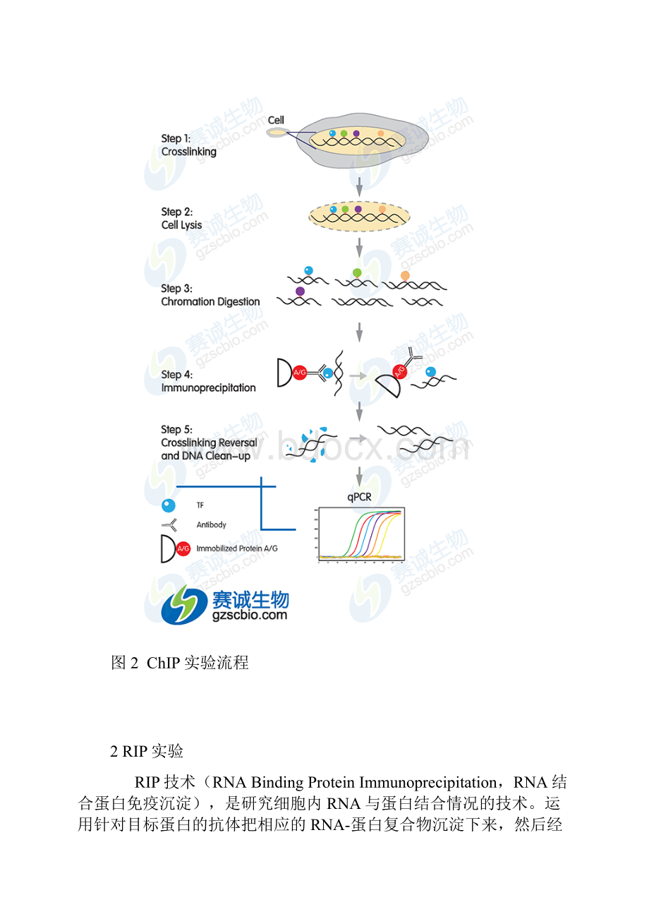 ChIPRIPRNApulldownEMSALuciferase原理.docx_第2页