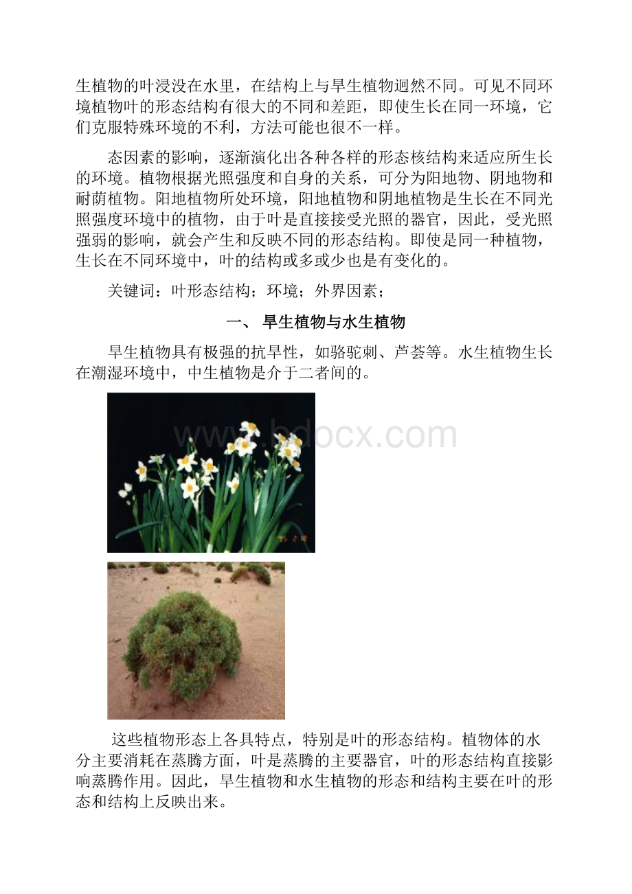 植物叶的形态结构与环境关系.docx_第3页