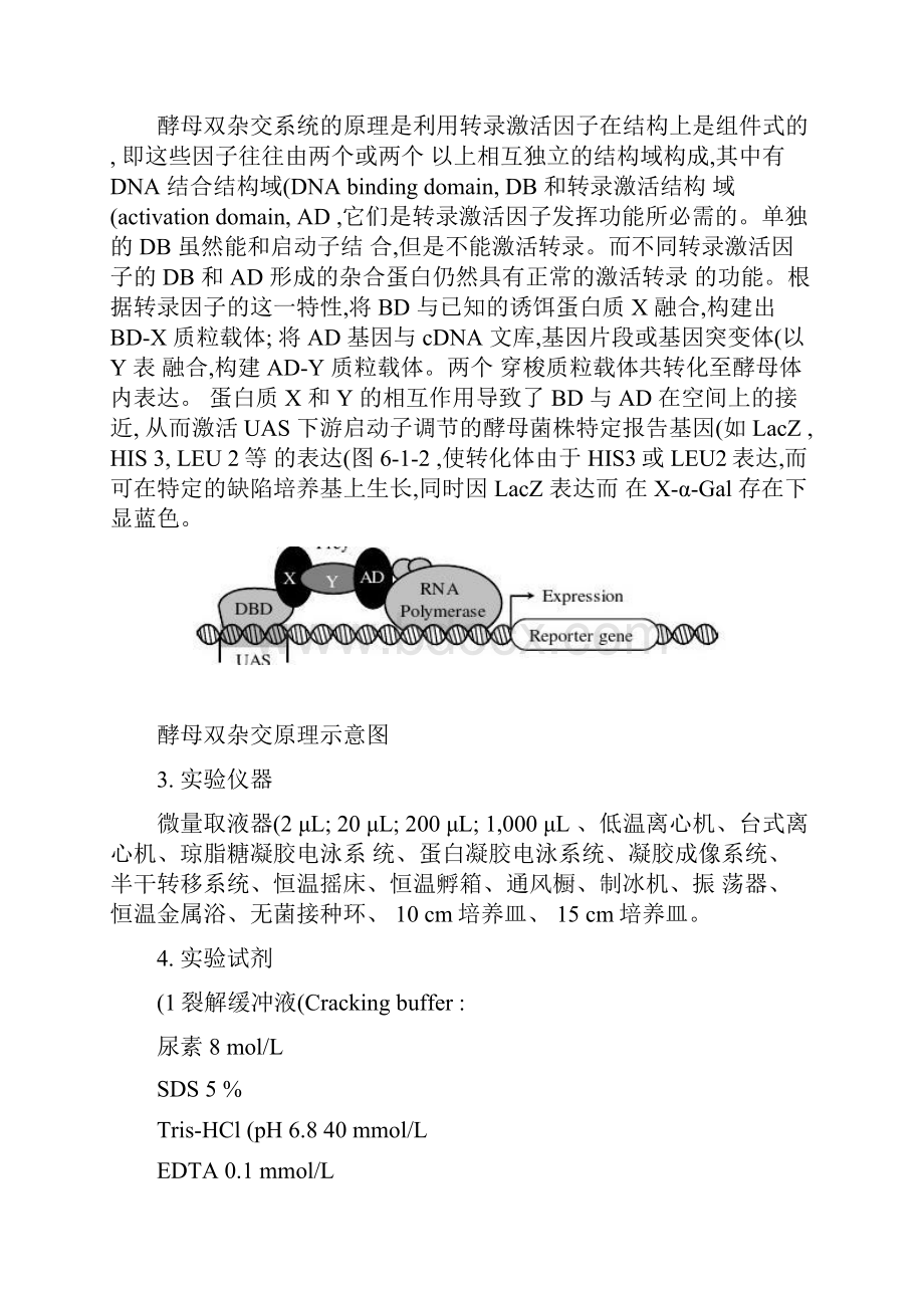 酵母双杂交实验流程精.docx_第3页