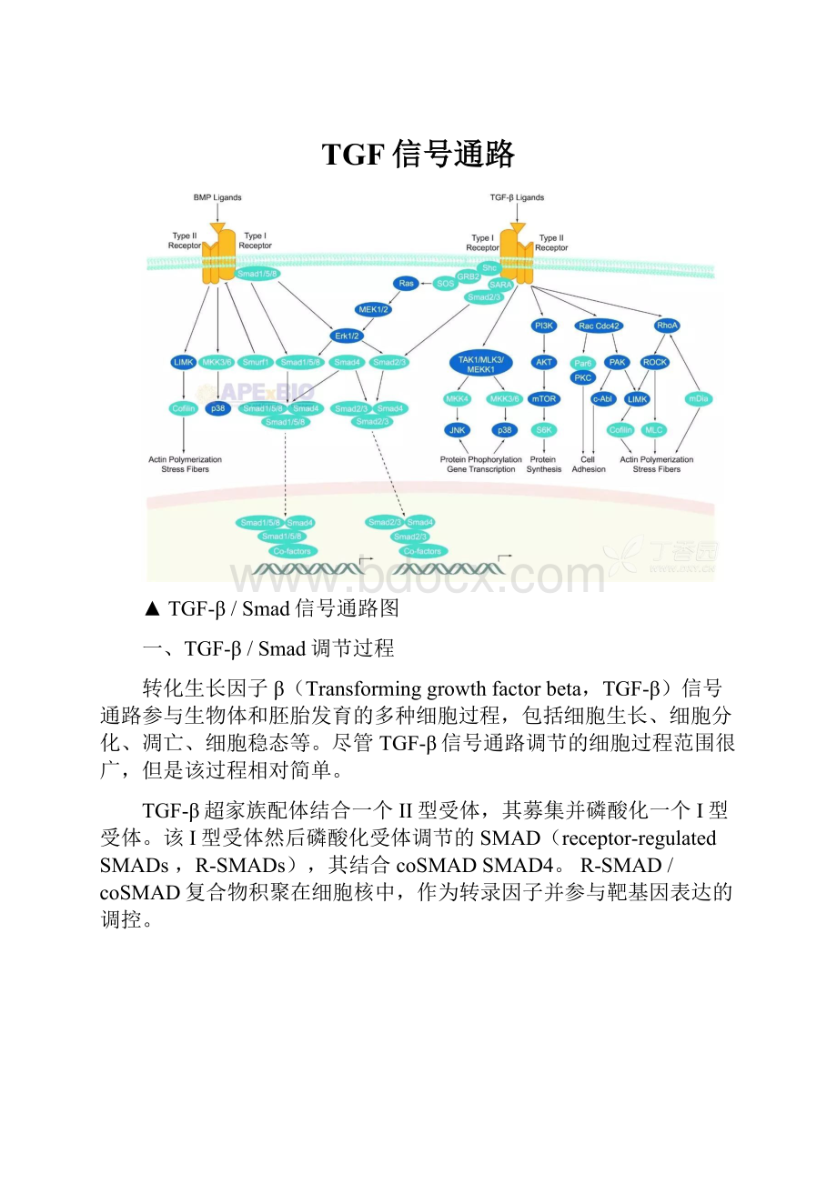 TGF信号通路.docx