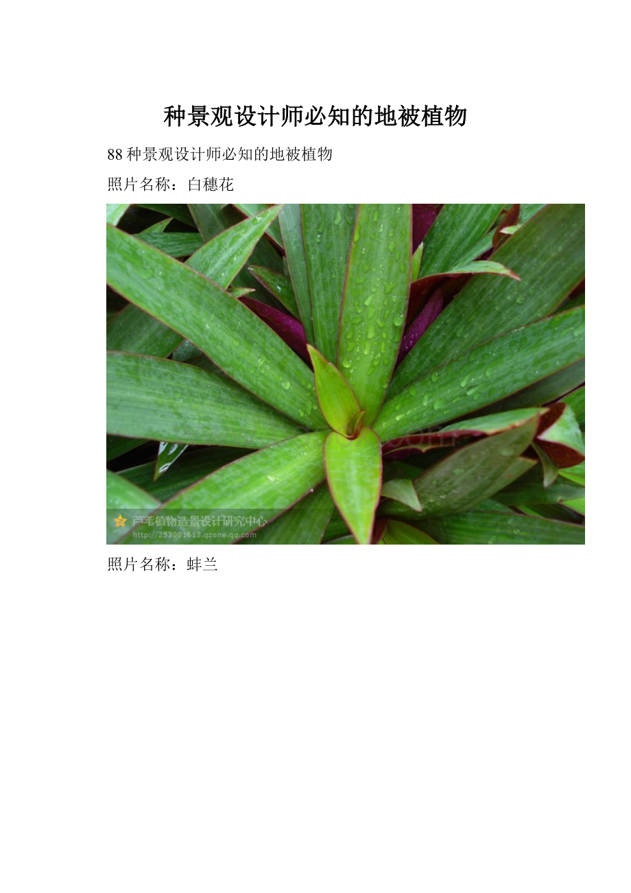 种景观设计师必知的地被植物.docx_第1页