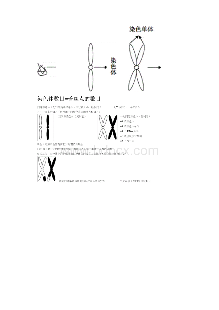 有丝分裂和减数分裂比较.docx_第2页