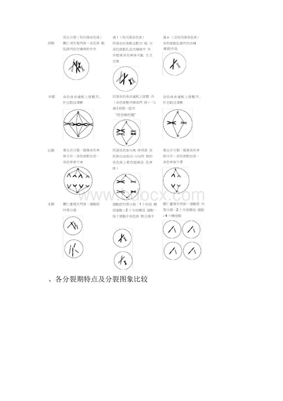 有丝分裂和减数分裂比较.docx_第3页