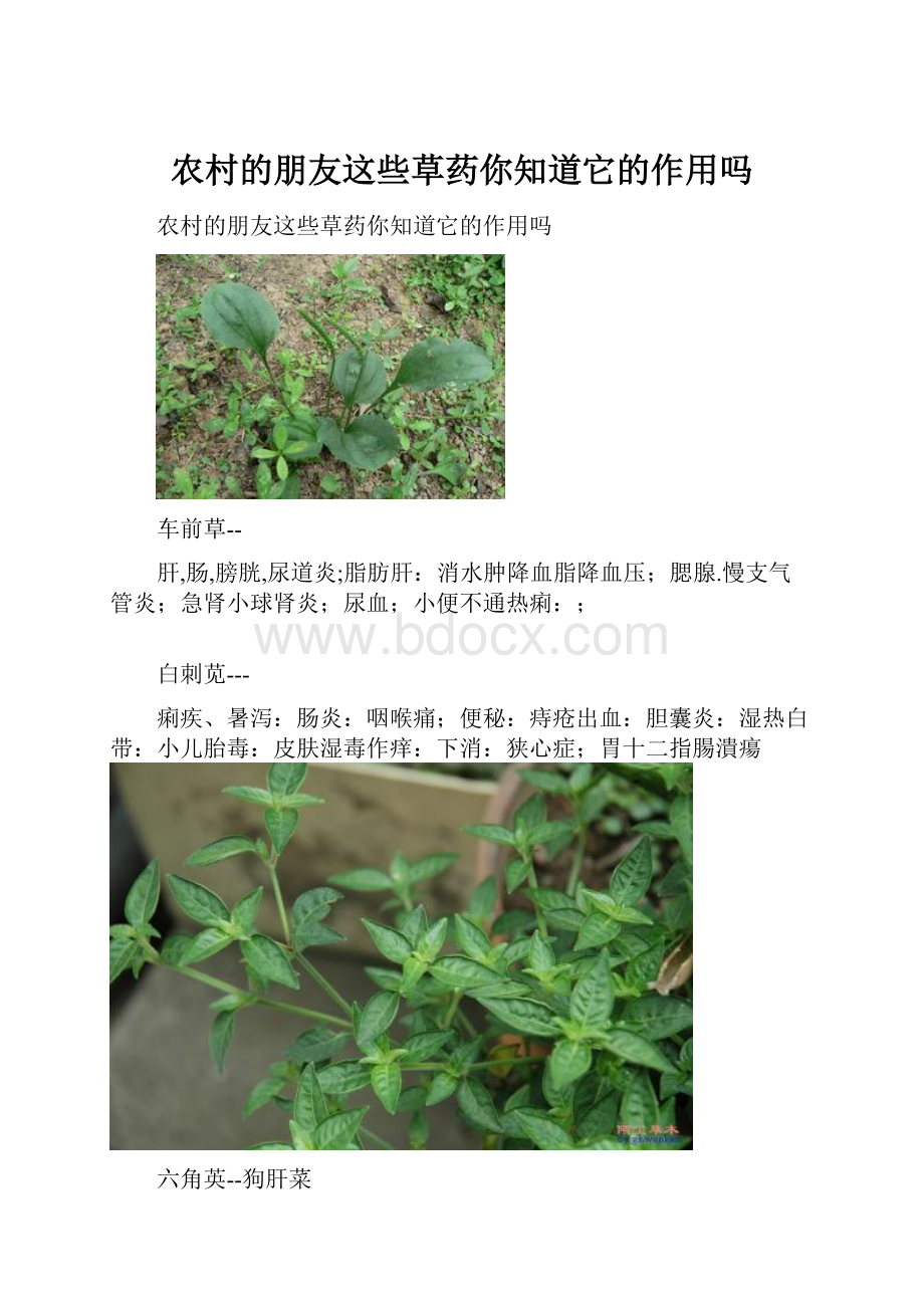 农村的朋友这些草药你知道它的作用吗.docx_第1页