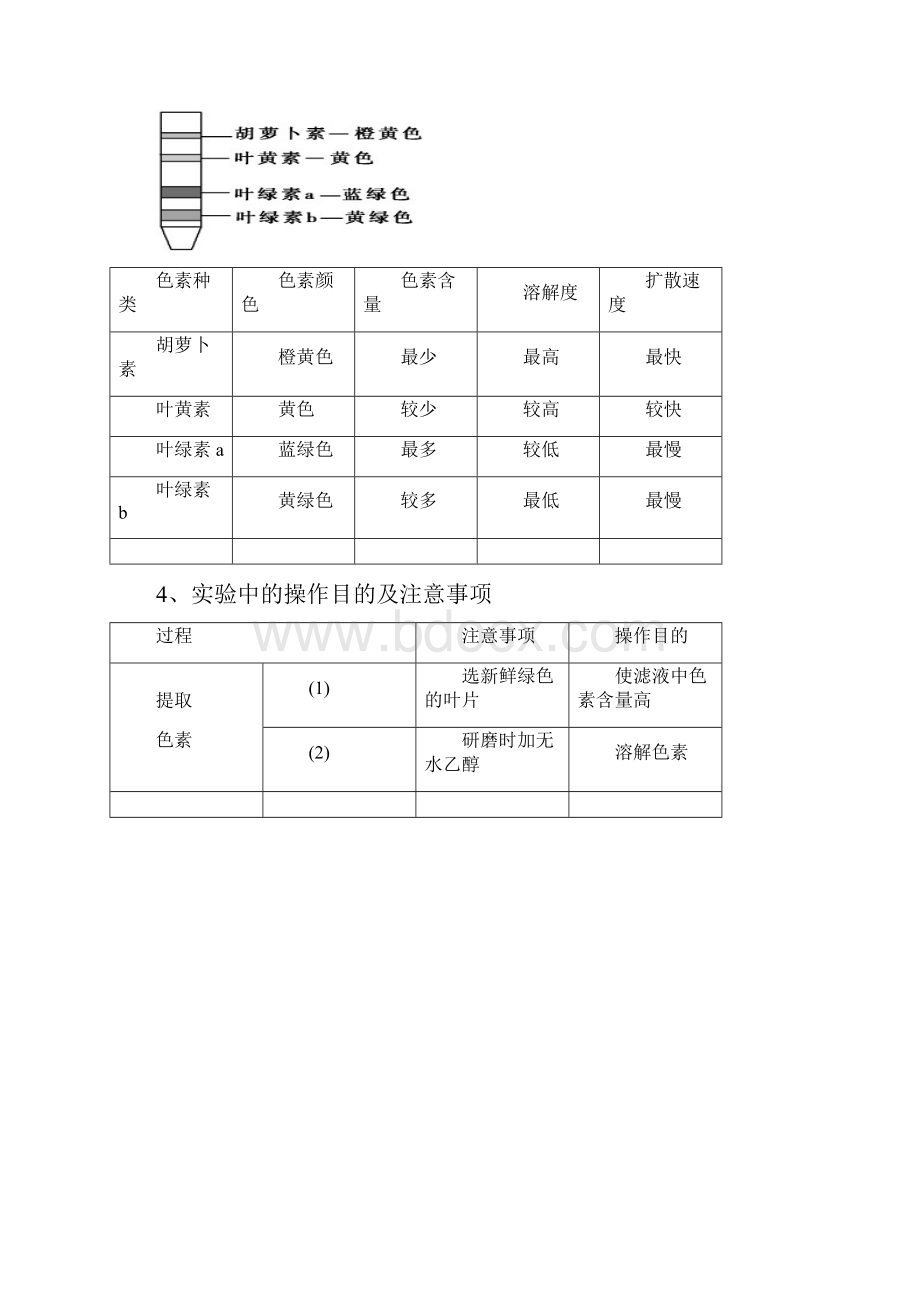 光合作用知识点.docx_第2页