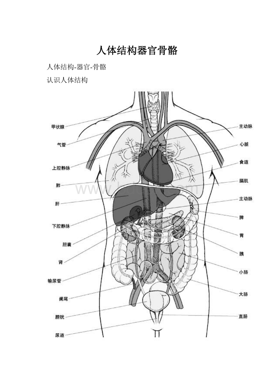 人体结构器官骨骼.docx