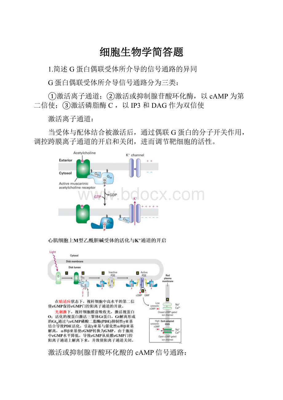 细胞生物学简答题.docx_第1页