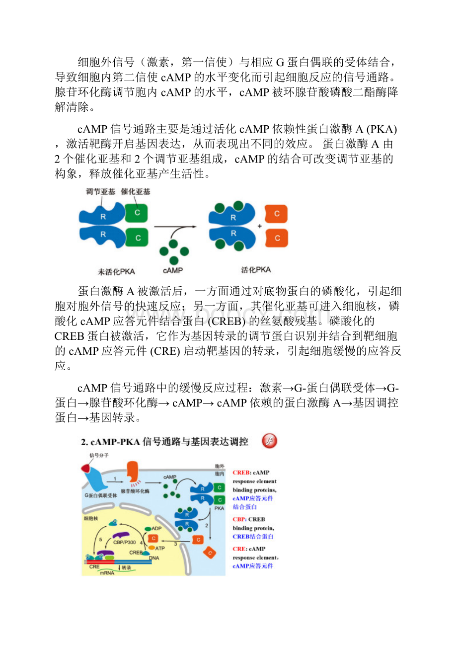 细胞生物学简答题.docx_第2页