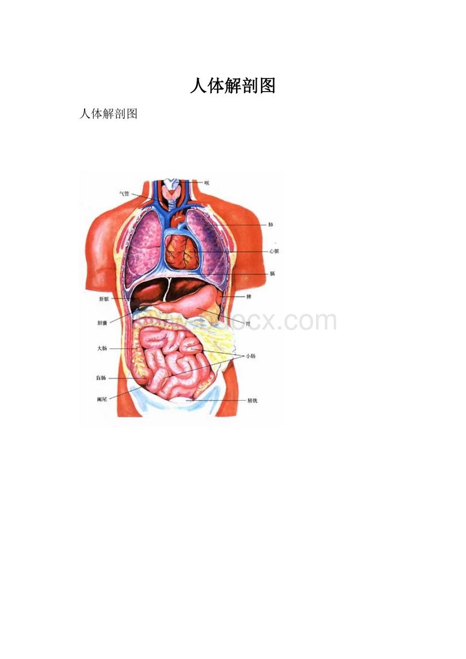 人体解剖图.docx