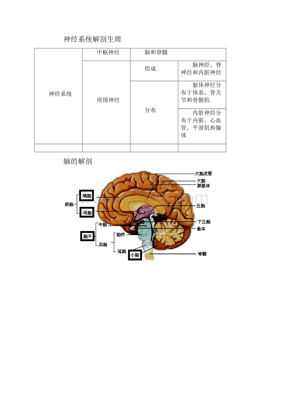 神经系统解剖生理.docx_第2页