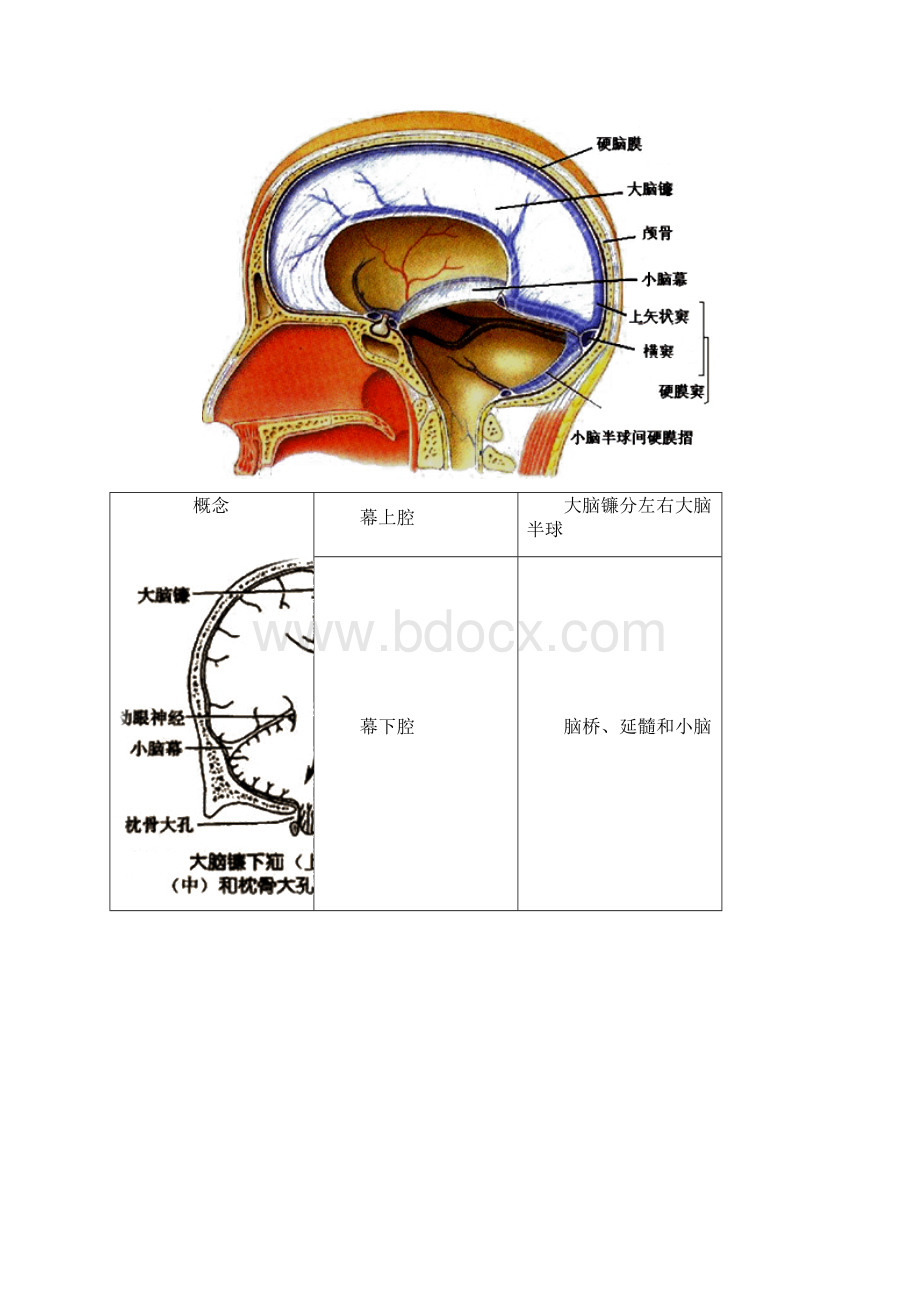 神经系统解剖生理.docx_第3页